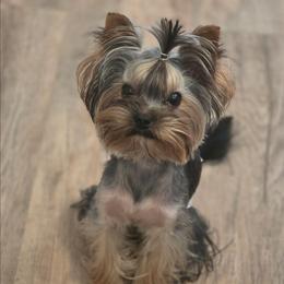 Max - Black and tan male Yorkshire Terrier puppy in Battle Ground, Washington from Joyful Yorkies