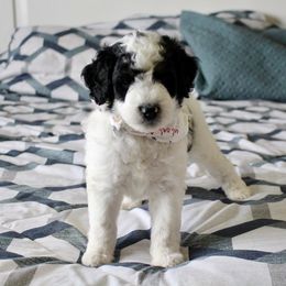 Bernedoodle, Goldendoodle, and Poodle Puppies from Raintree Standard Poodles & Mini Doodles