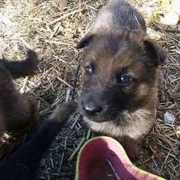 German Shepherd Puppies from Vom Kugelblitz Kennels