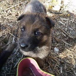 German Shepherd Puppies from Vom Kugelblitz Kennels