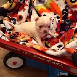 Girl 1 - Cream and white female Chihuahua puppy in Orange, Texas from Tiny Paws from God