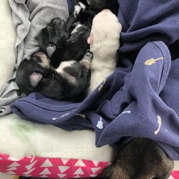 Miniature Schnauzer and Poodle Puppies from Bits & Bytes Farm