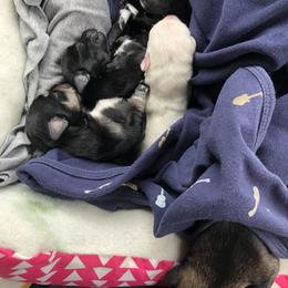 Miniature Schnauzer and Poodle Puppies from Bits & Bytes Farm