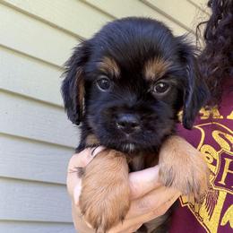 Cavapoo Puppies from Panda Puppies