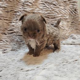 Lilac white markings - Chocolate blue female Chihuahua puppy in Richmond, Virginia from Breens