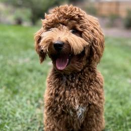Simon - Goldendoodle