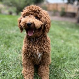 Simon - Goldendoodle