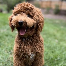 Simon - Goldendoodle