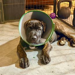Lolly - Black brindle female Cane Corso puppy in Choctaw, Oklahoma from Emerald Cane Corso