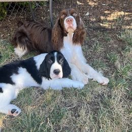 English Springer Spaniel Puppies from Ivy Hill English Springer Spaniels