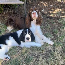 English Springer Spaniel Puppies from Ivy Hill English Springer Spaniels