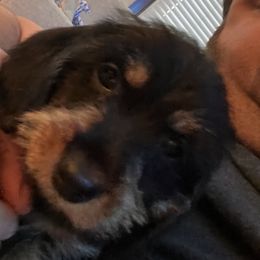 Resse - Dachshund