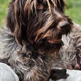 Wirehaired Pointing Griffons from Agassiz Wirehaired Pointing Griffons