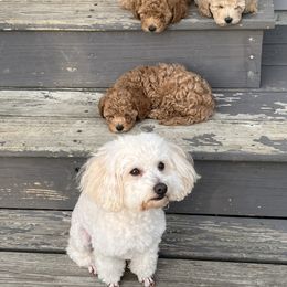 Poodle Puppies from Breahna Snay