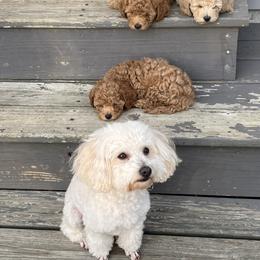 Poodle Puppies from Breahna Snay
