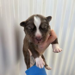 Blue - Red and white male Siberian Husky puppy in Jonesborough, Tennessee from Dry Creek Siberians