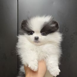 Panda - Tri-colored male Pomeranian puppy in Meherrin, Virginia from Traveling Poms