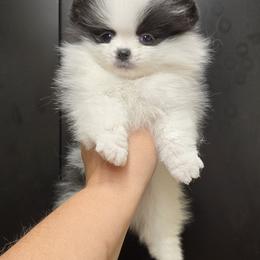Panda - Tri-colored male Pomeranian puppy in Meherrin, Virginia from Traveling Poms