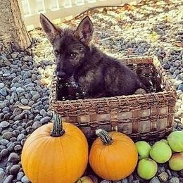 German Shepherd Puppies from Rose Valley German Shepherds