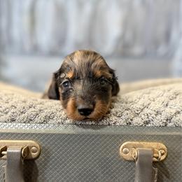 Valentino - Dapple male Dachshund puppy in Anderson, Alabama from Pasek Kennels