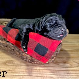 Eight - Black female Newfoundland puppy in Tully, New York from Bear Paw Newfoundlands