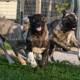Anatolian Shepherd Dogs from Rising Phoenix Farm