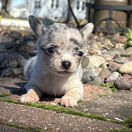 Trixie - Merle female Chihuahua puppy in Beckemeyer, Illinois from Guardian’s of the Chihuahuas