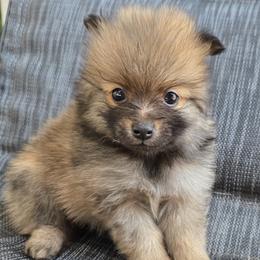 Loki - Orange sable male Pomeranian puppy in Hooksett, New Hampshire from Granite State Pomeranians