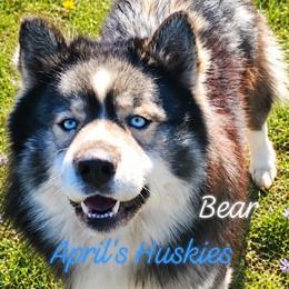 Bear - Siberian Husky