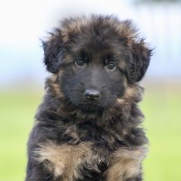 Girl 4 - Black and red German Shepherd puppy in Lincoln, California from Bären des Waldes