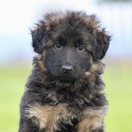 Girl 4 - Black and red German Shepherd puppy in Lincoln, California from Bären des Waldes