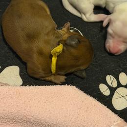 Yellow - Chocolate and tan female Dachshund puppy in Jacksonville, Florida from Little Lords & Ladies Dachshunds