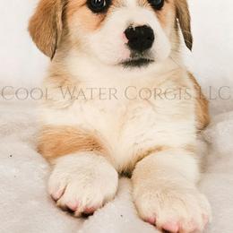 Juliet - Red female Pembroke Welsh Corgi puppy in Kiowa, Colorado from Cool Water Corgis LLC
