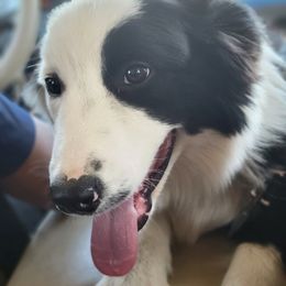 Bunny - Australian Shepherd