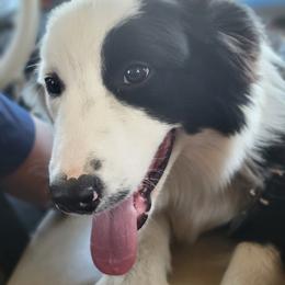 Bunny - Australian Shepherd
