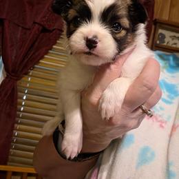 Boy 3 - White black and tan male Papillon puppy in Forest City, North Carolina from Eastern Papillions