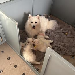 Cake - Japanese Spitz