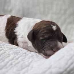 Charleston - Parti male Poodle puppy in Conroe, Texas from Pear house farm