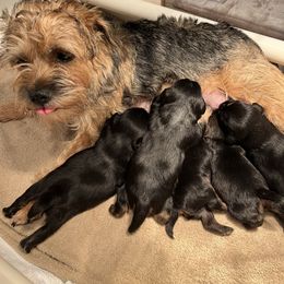 Border Terrier Puppies from Devonwood Border Terriers