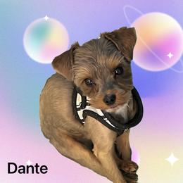 Dante - Yorkshire Terrier