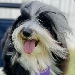 Havanese from Portree