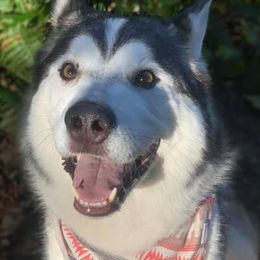 Siberian Huskies from Bed and Barkfest