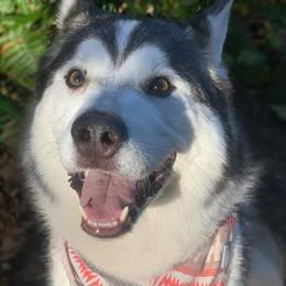 Siberian Huskies from Bed and Barkfest