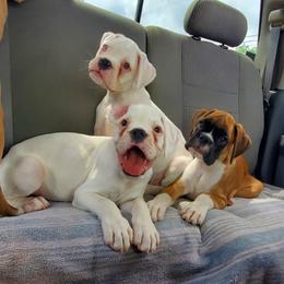 Boxer Puppies from Sanchez Boxers