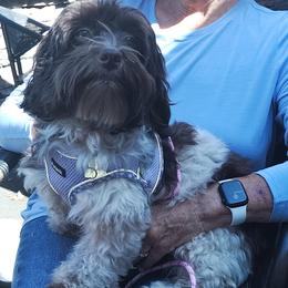Zuri - Havanese