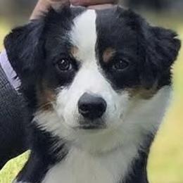 Jenga - Miniature American Shepherd