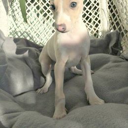 Italian Greyhound Puppies from Kentucky Greyhounds