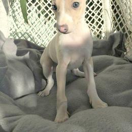 Italian Greyhound Puppies from Kentucky Greyhounds