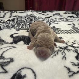 Hex - Lilac dilute male Chinese Shar-Pei puppy in Auburn, Kansas from Justin's Chinese Shar-Pei