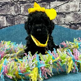 Janice - Black female Cockapoo puppy in Lancaster, Missouri from Cavapoo Acres